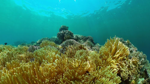 Low angle view of coral in sea