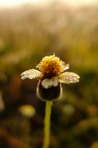 Close-up of yellow flower