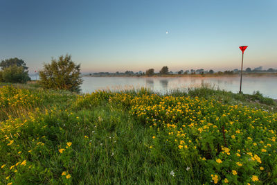 Yellow flowers blooming by lake against sky