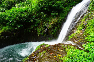 Scenic view of waterfall in forest