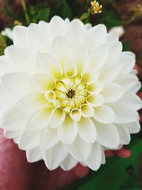 Close-up of white flower blooming outdoors