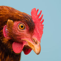 Close-up of a bird