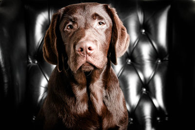 Close-up portrait of dog on sofa