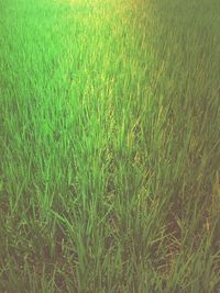 Full frame shot of wheat field