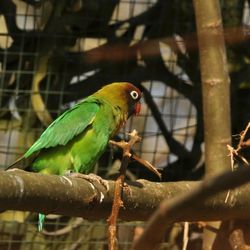 Bird perching on branch