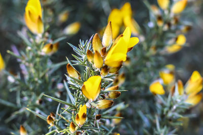 Close-up of yellow flowers blooming outdoors