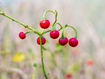 Close-up of red berries growing on plant