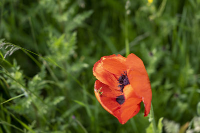 Close-up of red poppy flower