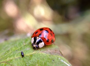 Close-up of ladybug on leaf