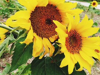 Close-up of yellow sunflower