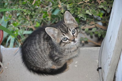 Portrait of kitten