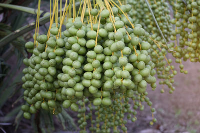 Close-up of fruits growing on plant