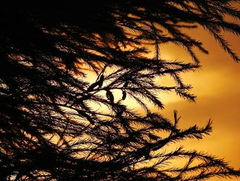 Low angle view of silhouette tree against sky