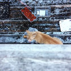 Directly above shot of cat by food on roof