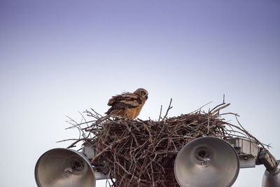 Great horned owlet bubo virginianus perches in its nest on top of a light post in everglades city