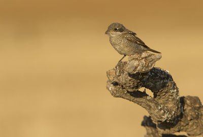 Close-up of bird perching on a tree