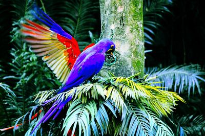 Close-up of parrot on tree