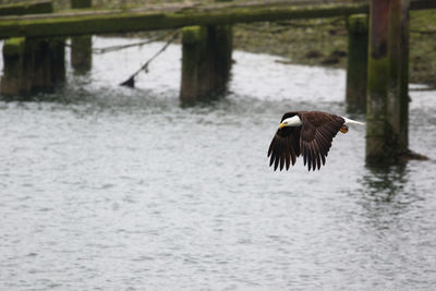 Bird flying over river