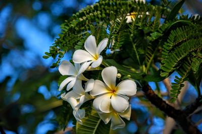 Close-up of white flowering plant