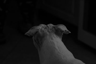 Close-up of a dog looking away