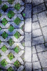 Full frame shot of plants