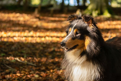 Sheltie in the forest