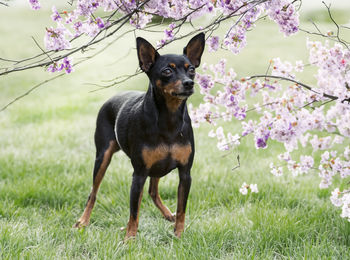 Portrait of dog on field