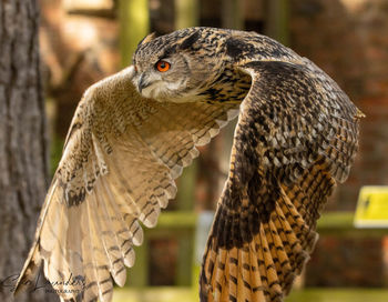 Close-up of owl perching on a tree