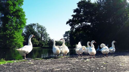 Swans by lake against sky