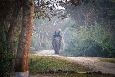 Rear view of people on tree