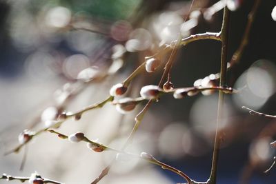 Close-up of spider web