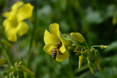 Close-up of bee pollinating on yellow flower