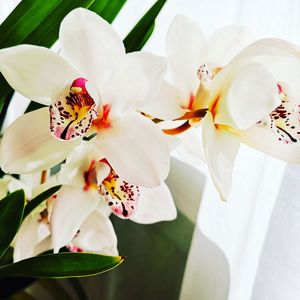 Close-up of white orchids