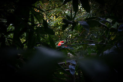 Close-up of flowering plant in forest