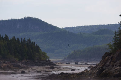 Scenic view of river in forest against sky