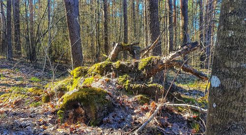 Plants growing on tree trunk