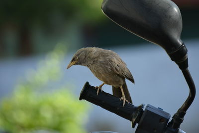 Bird perching on motorcycle handlebar