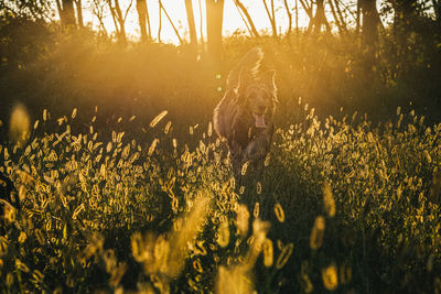 Field of gold with dog