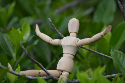 Close-up of bamboo on plant at field