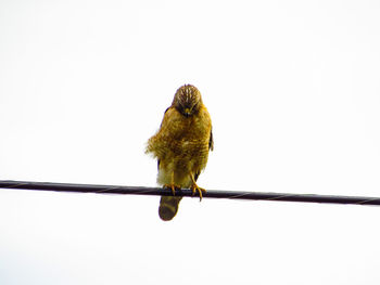 Low angle view of bird perching on pole against clear sky