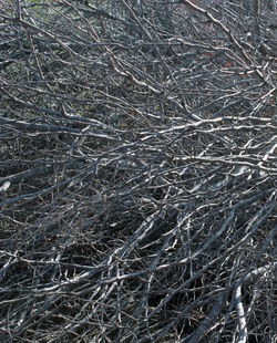 Full frame shot of bare tree