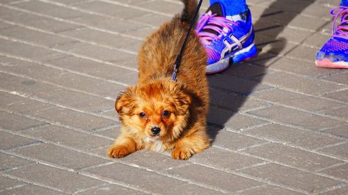 Low section of dog on floor