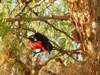 Close-up of bird perching on tree