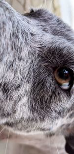 Close-up portrait of a dog