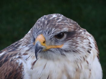 Close-up of owl