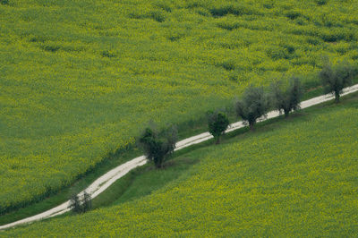 Scenic view of agricultural field