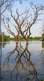 Bare tree by lake against sky