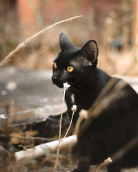 Close-up of black cat looking away