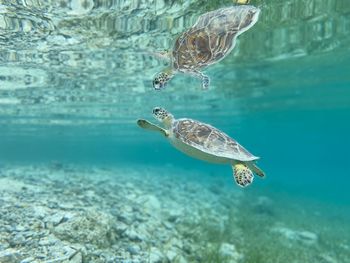 Fish swimming in sea