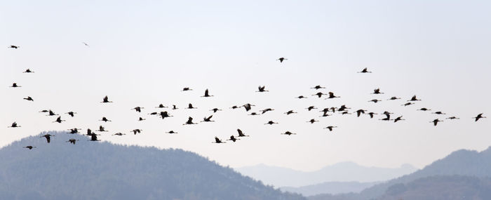 Low angle view of birds flying in the sky